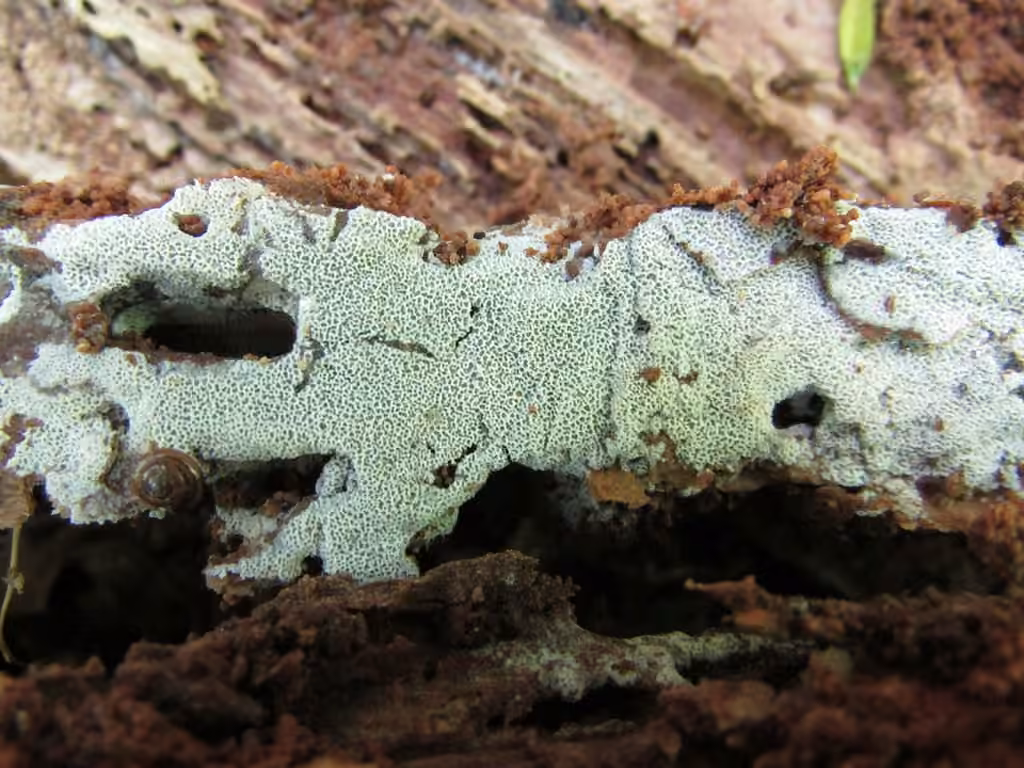 Ceriporia reticulata, photo 1 sur 5