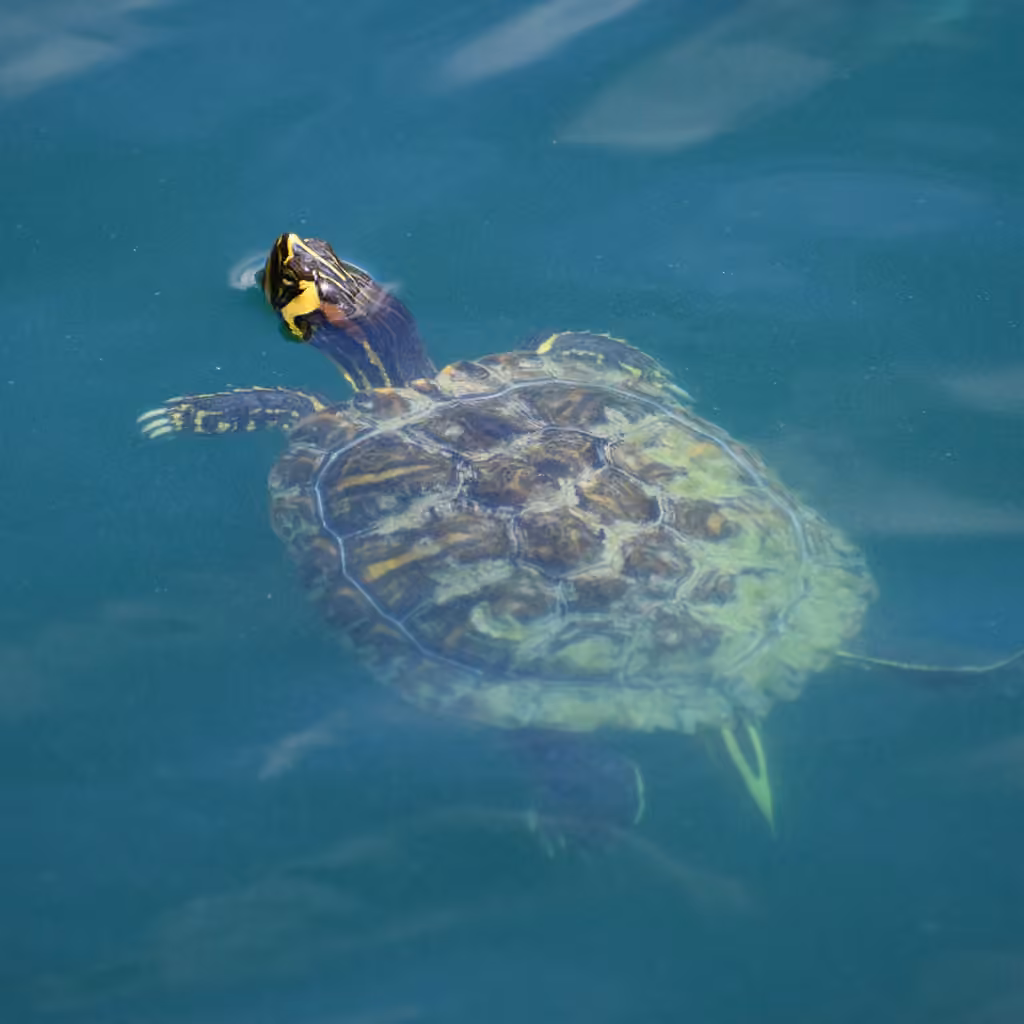 Tortue à oreilles rouges, photo 2 sur 5