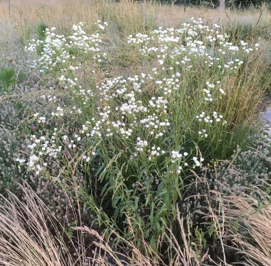 Vergerette rude, En fleurs