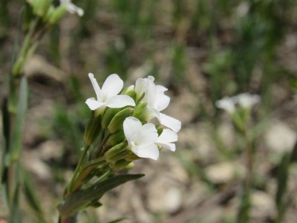 Arabette de Drummond, En fleurs