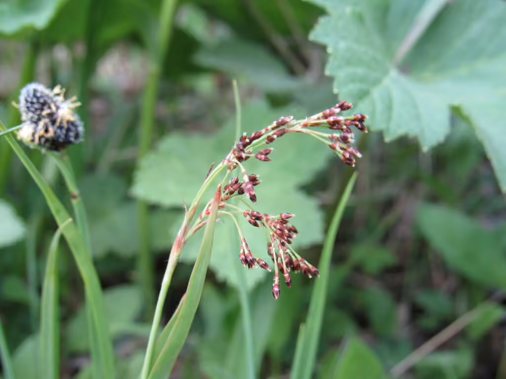 Luzule parviflore, En fleurs
