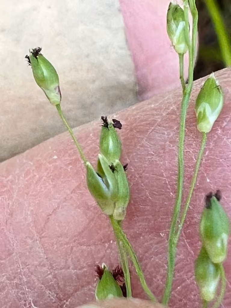 Depauperate panicgrass, In flower