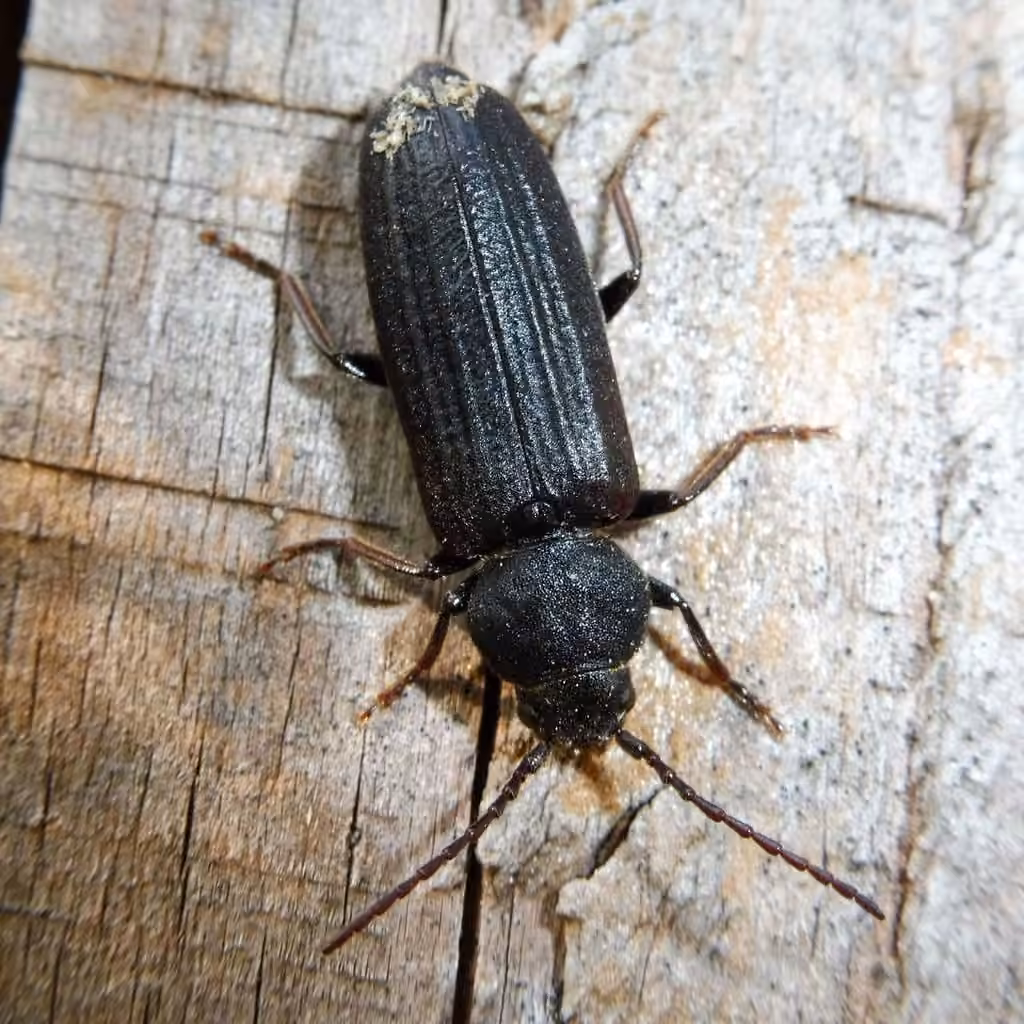 Longicorne strié, photo 1 sur 5
