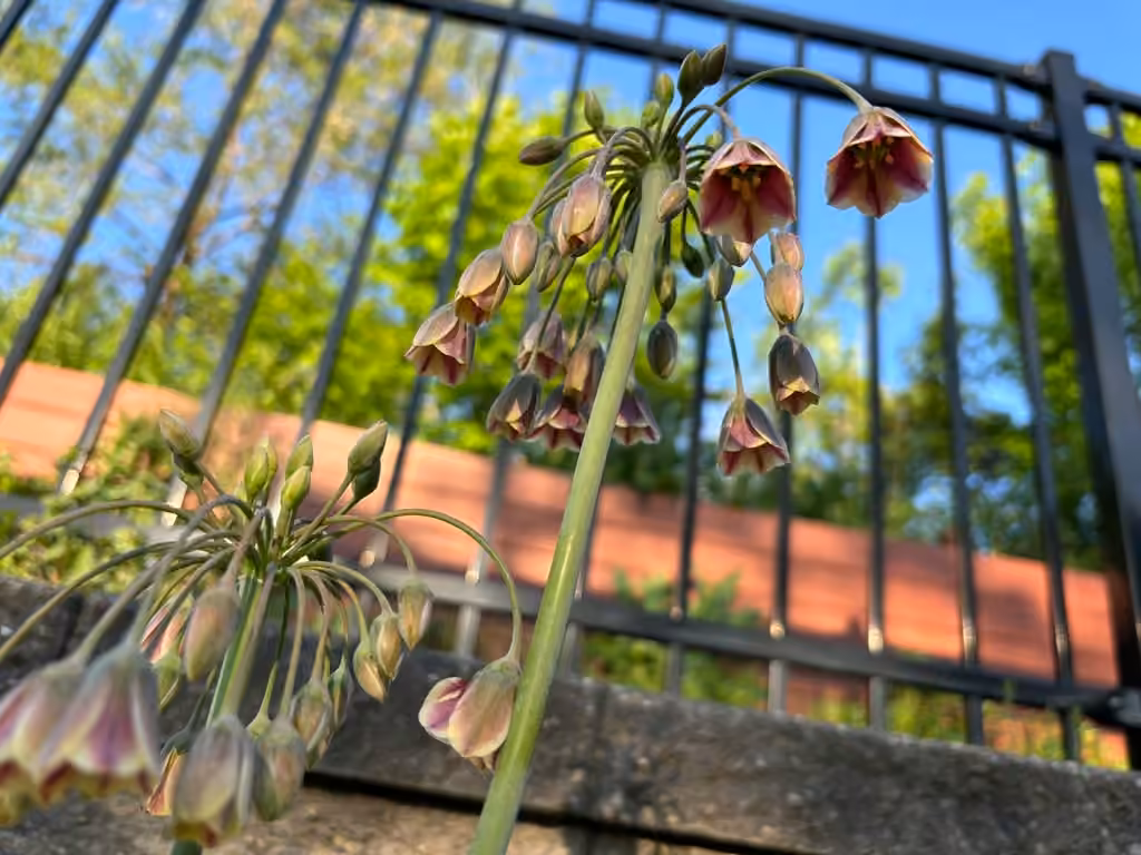 Honey Garlic, Flower buds
