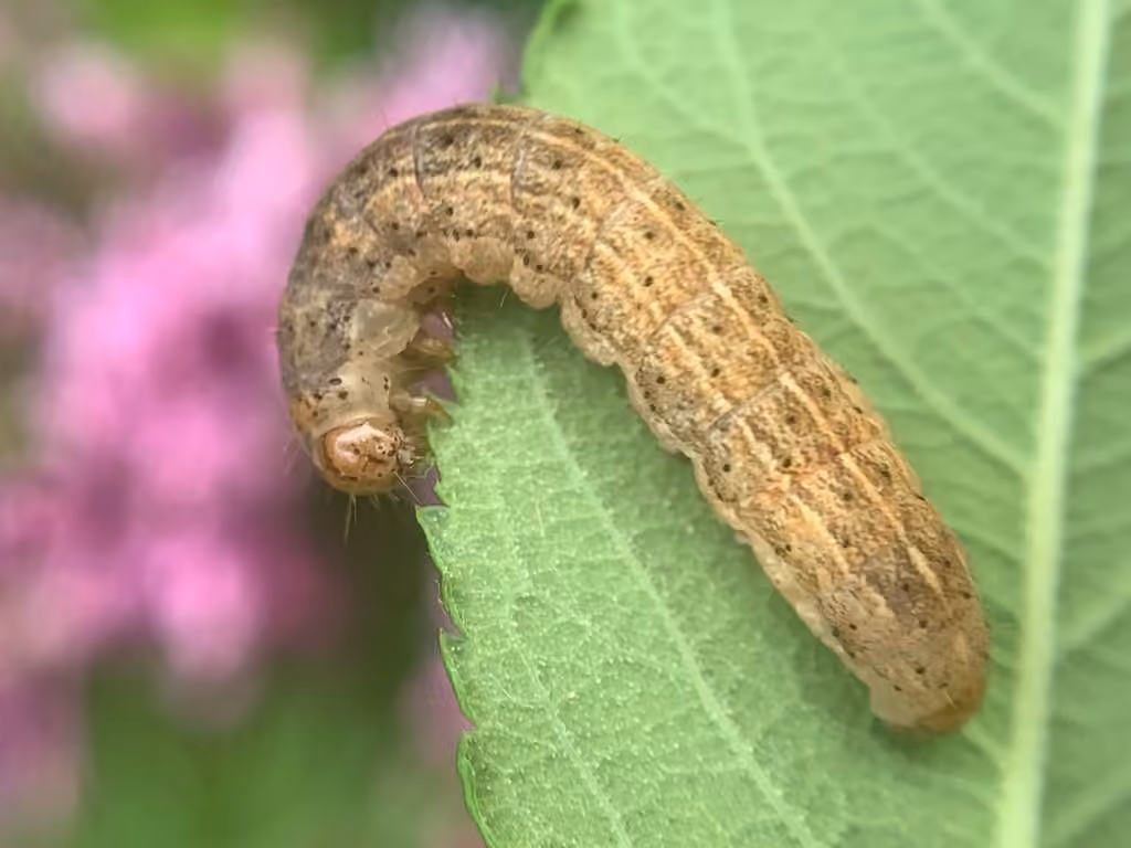 Catocaline Dart, Larva