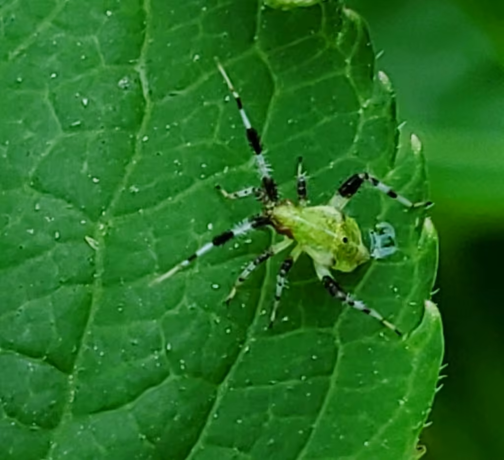 Neurocolpus jessiae, Nymphe
