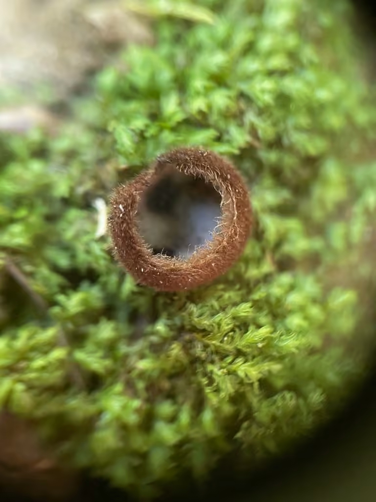 Glazed Cup, photo 3 of 5