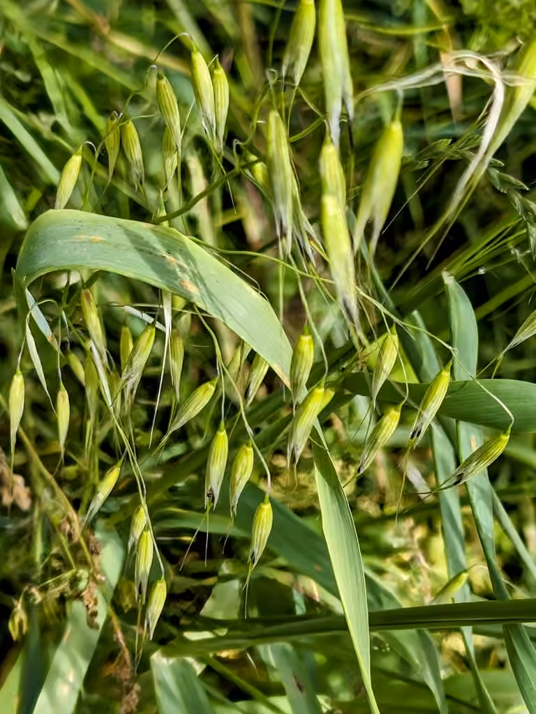 Avoine cultivée, En boutons