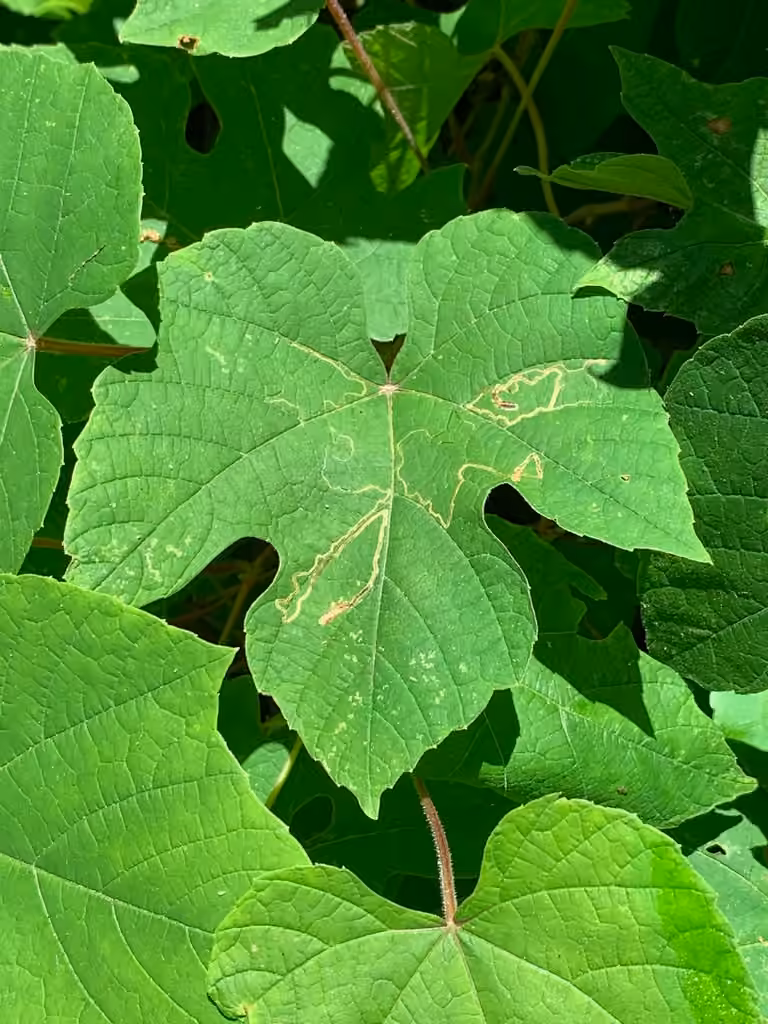 Grape Leaf-miner Moth, Pupa