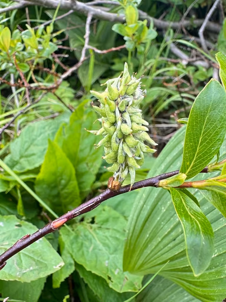 Saule à feuilles planes, En fruits