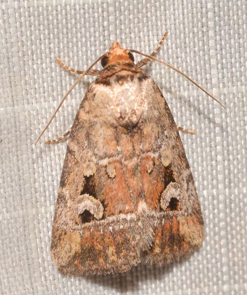 Pale-winged Midget, photo 2 sur 5