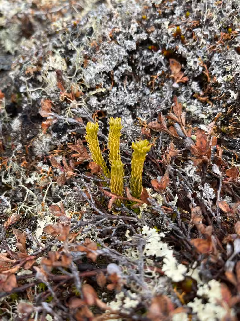 Lycopode arctique, photo 2 sur 5