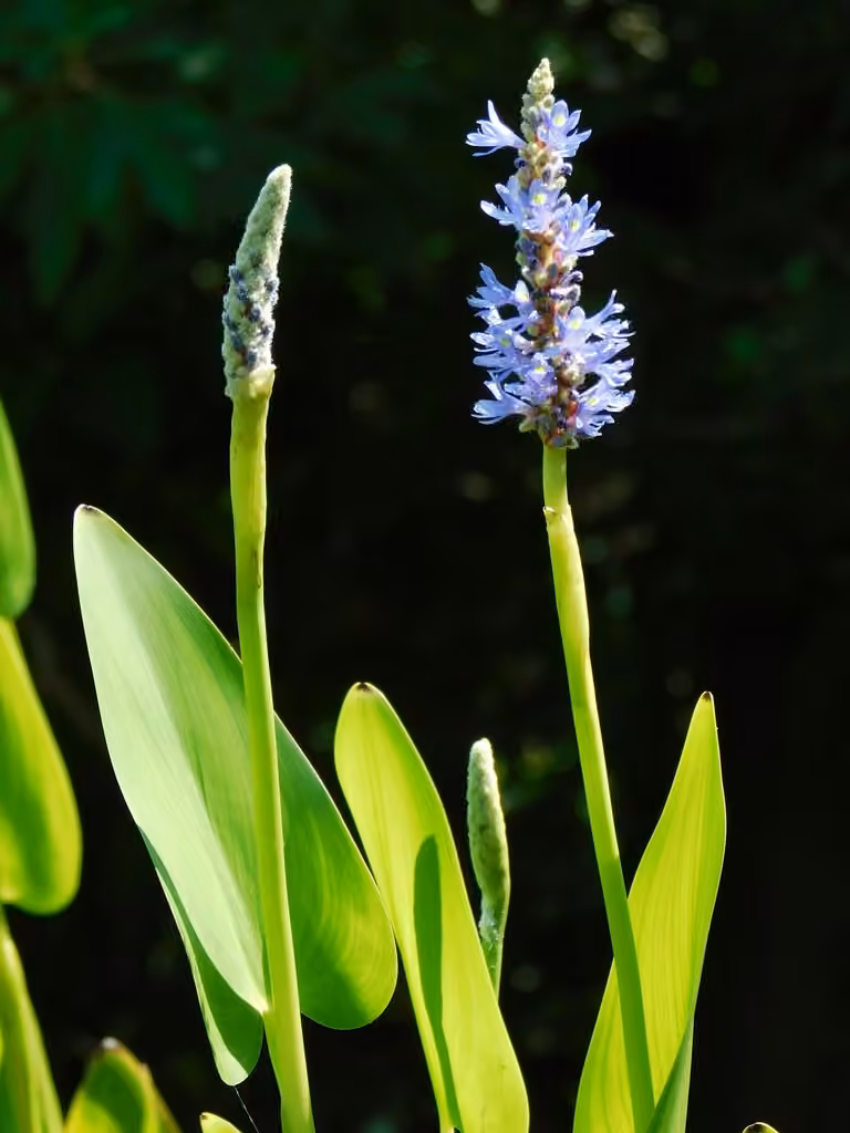 Pickerelweed, photo 3 of 5