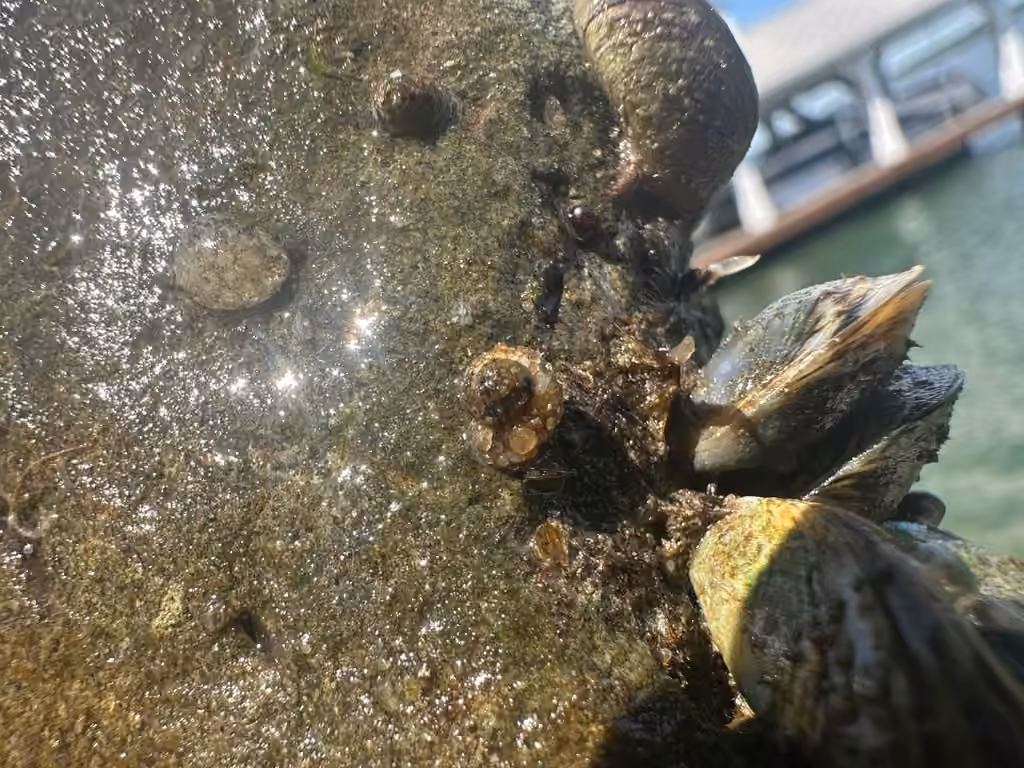 Spectacled Snail-case Caddisfly, photo 2 of 5