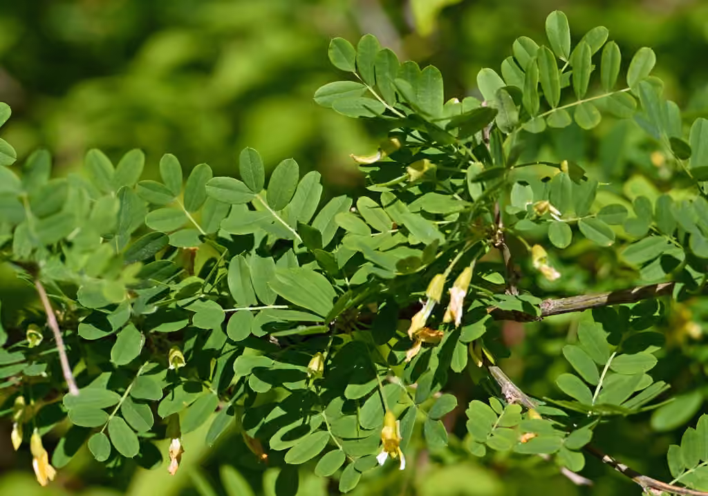 Siberian peashrub, In flower