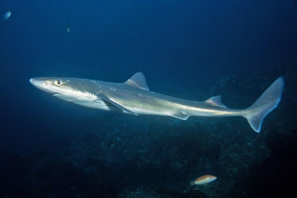 Spiny Dogfish