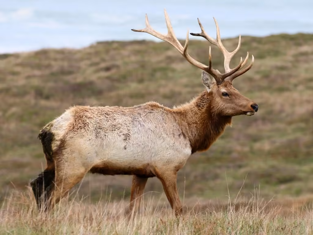 Wapiti, photo 1 of 5