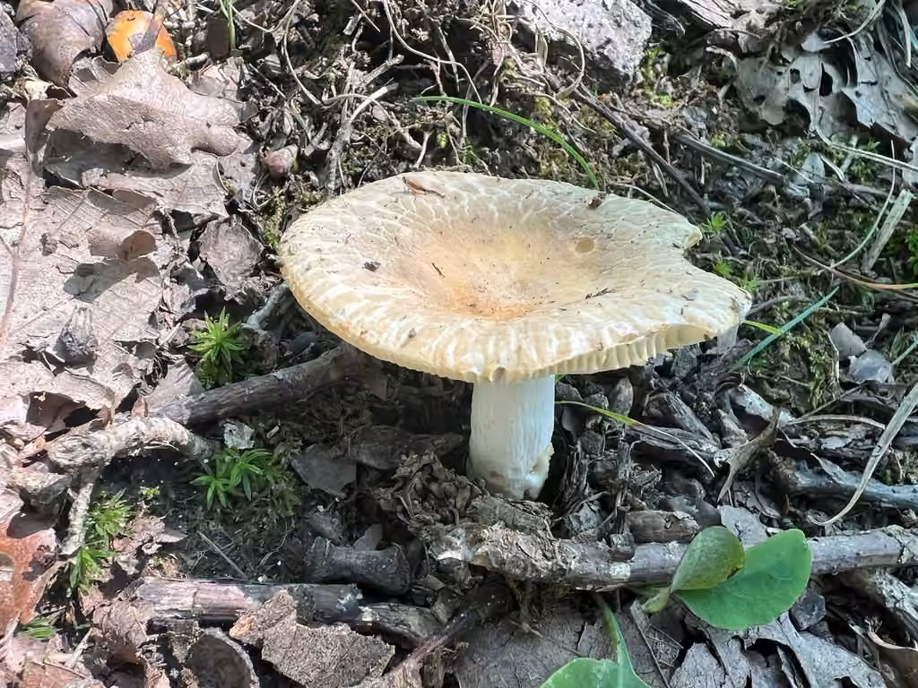 Russule croûteuse, photo 2 sur 5