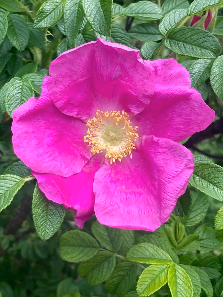 Rosier rugueux