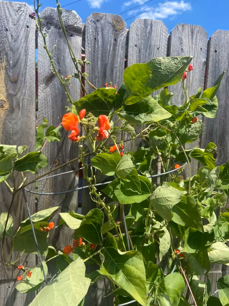 Scarlet runner, In flower