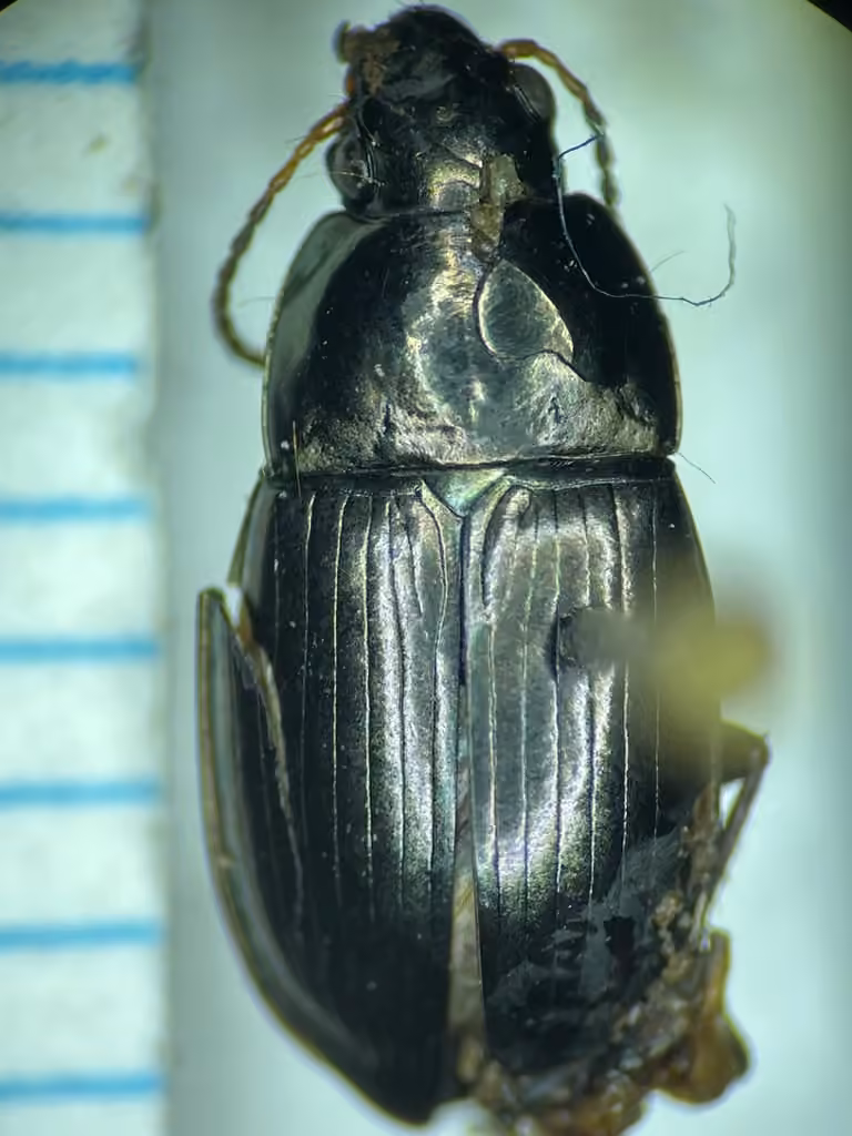 Littoral harp ground beetle, photo 2 of 5