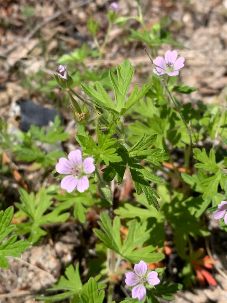 Géranium de Bicknell, En fleurs