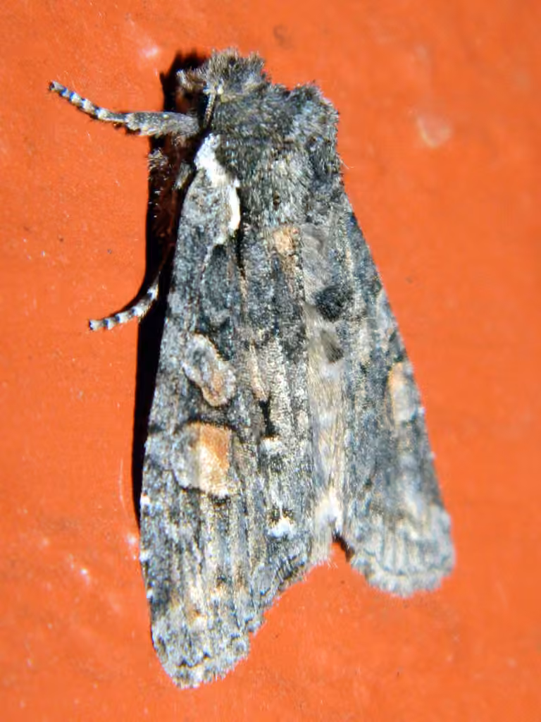 Plush-naped Pinion, Adult