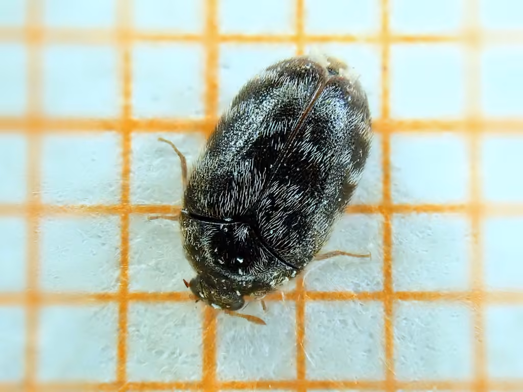 Glabrous Cabinet Beetle, Female