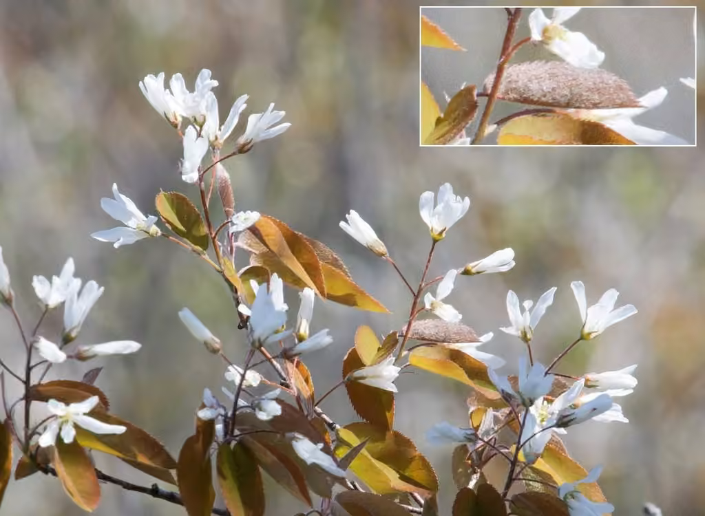 Intermediate shadbush, In flower