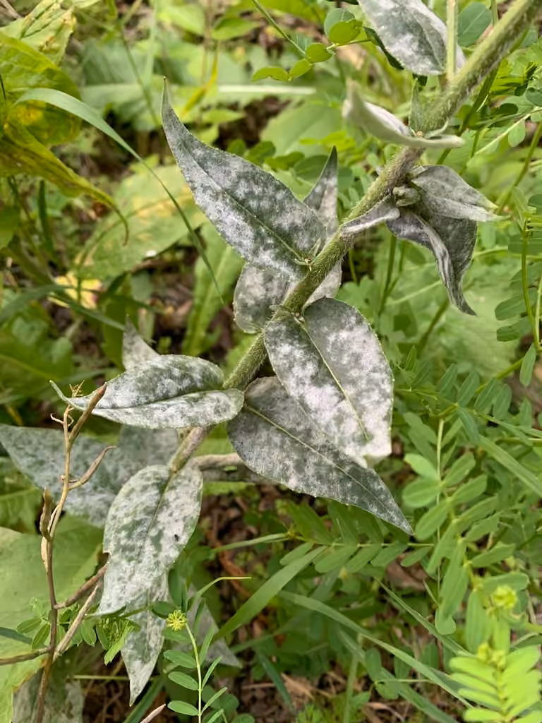 Erysiphe radulescui, photo 3 sur 5