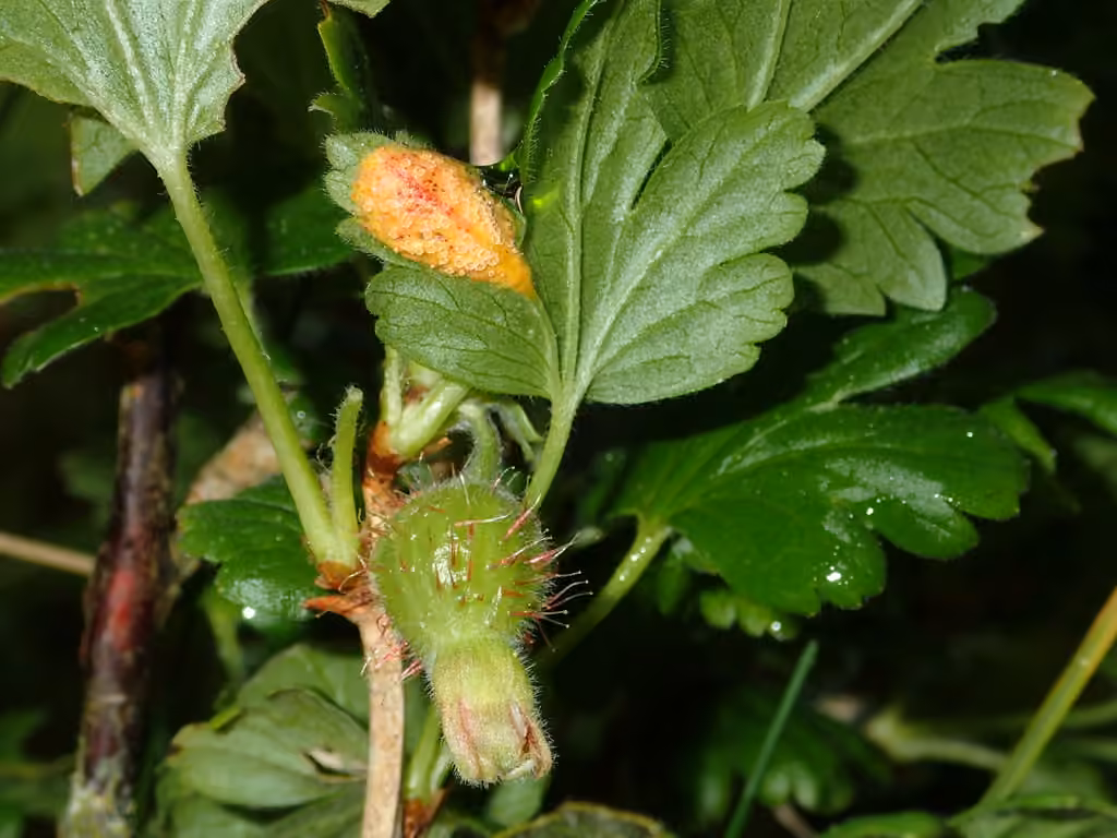 Cluster Cup Rust, photo 1 of 5