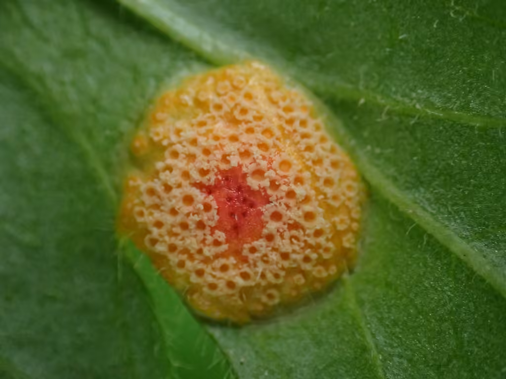 Cluster Cup Rust, photo 2 of 5