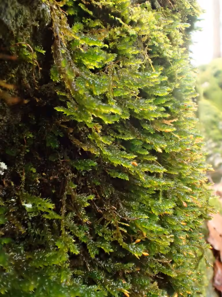 Fan moss, photo 2 of 5