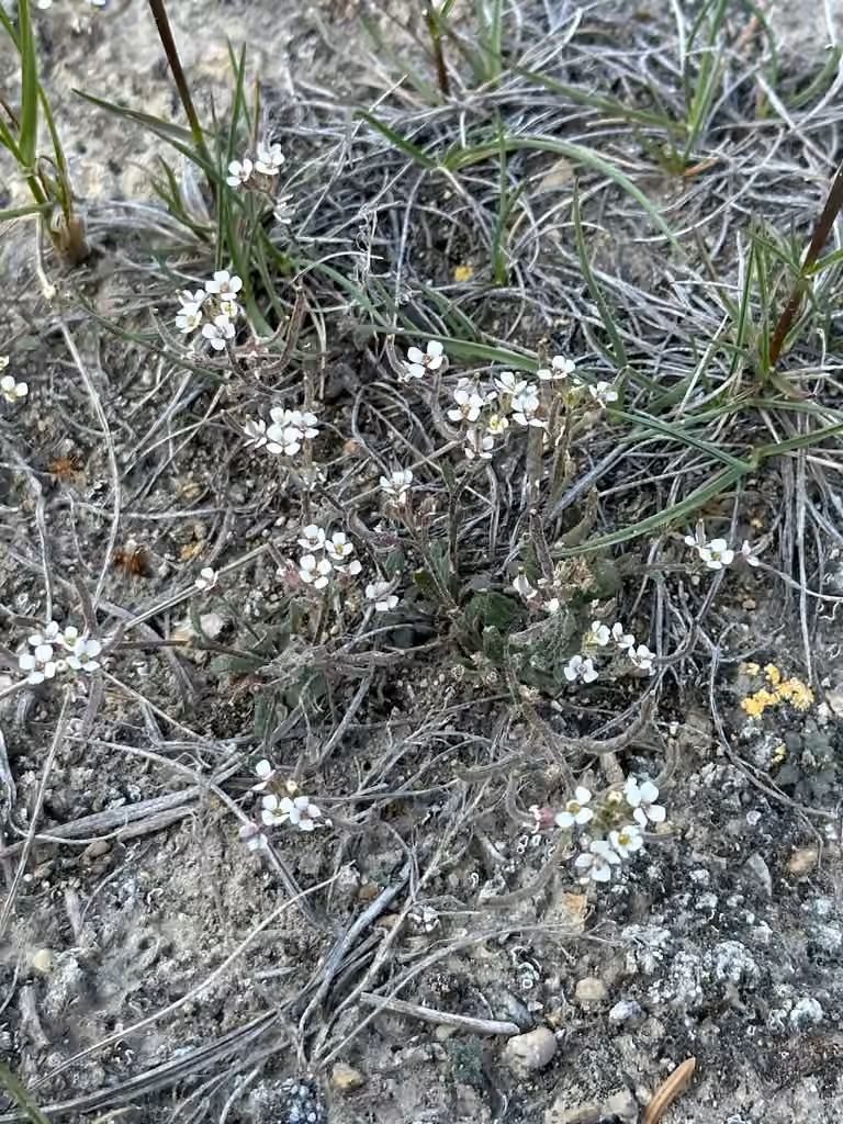 Braya délicat, En fleurs