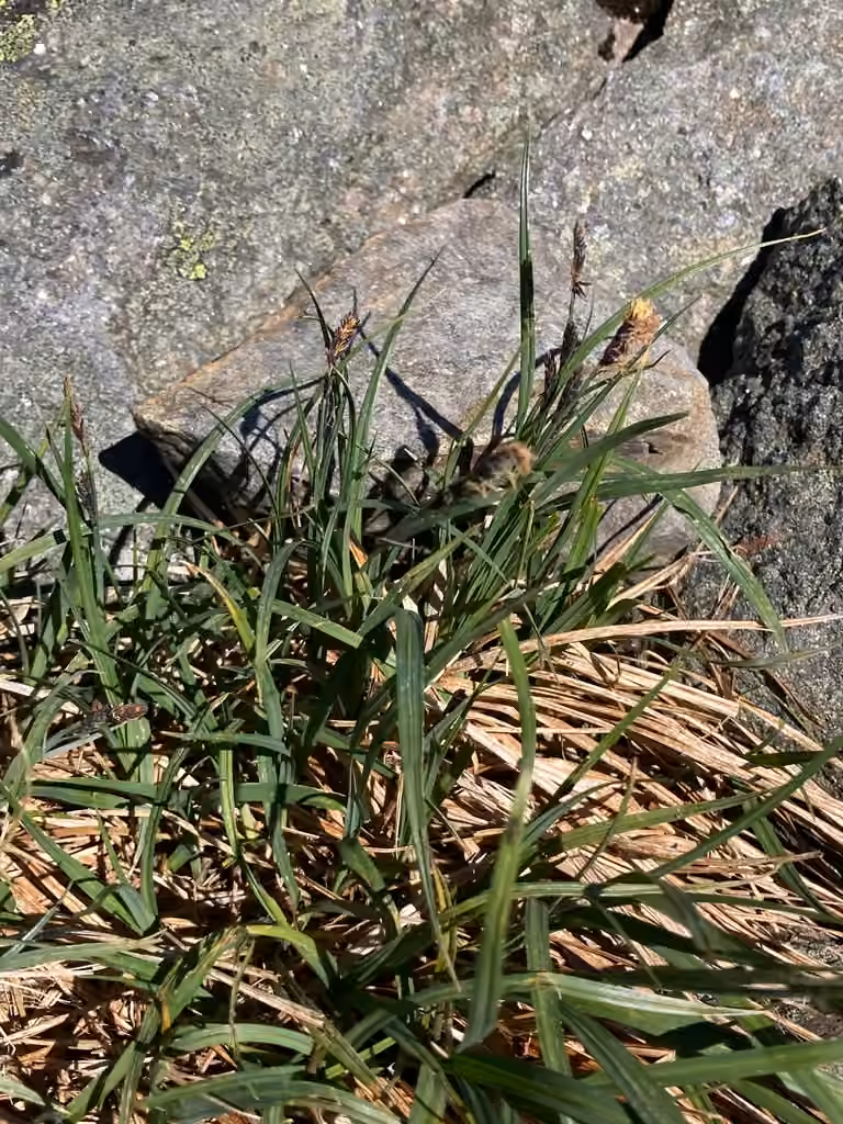 Bigelow's sedge, In fruit