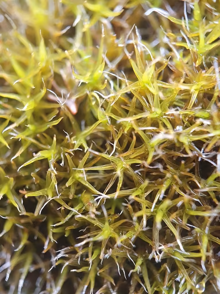 Oval dry rock moss, photo 2 of 5