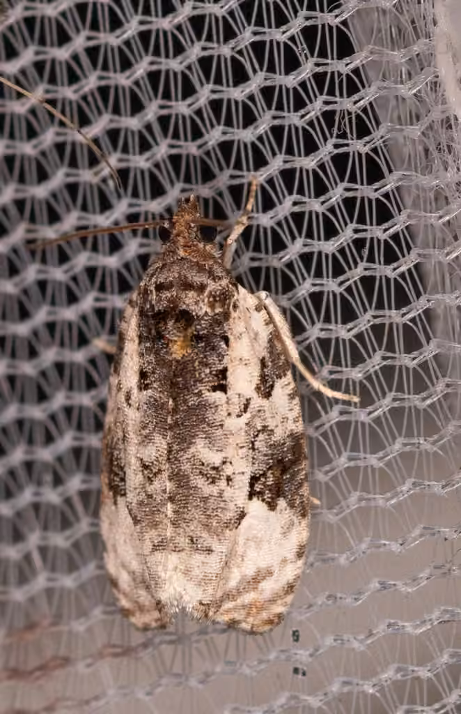 Apotomis albeolana, Adult