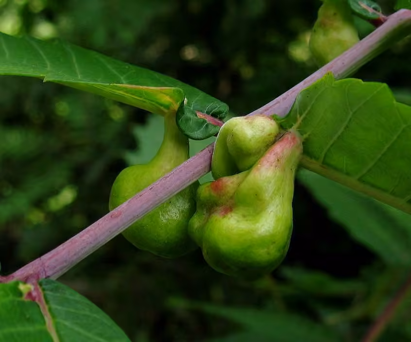 Sumac Gall Aphid, photo 3 of 5