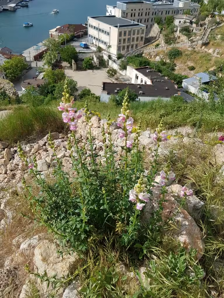 Garden snapdragon, In flower