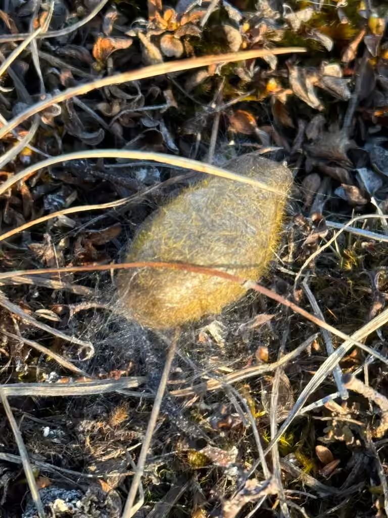 Ross' Tussock Moth, Pupa