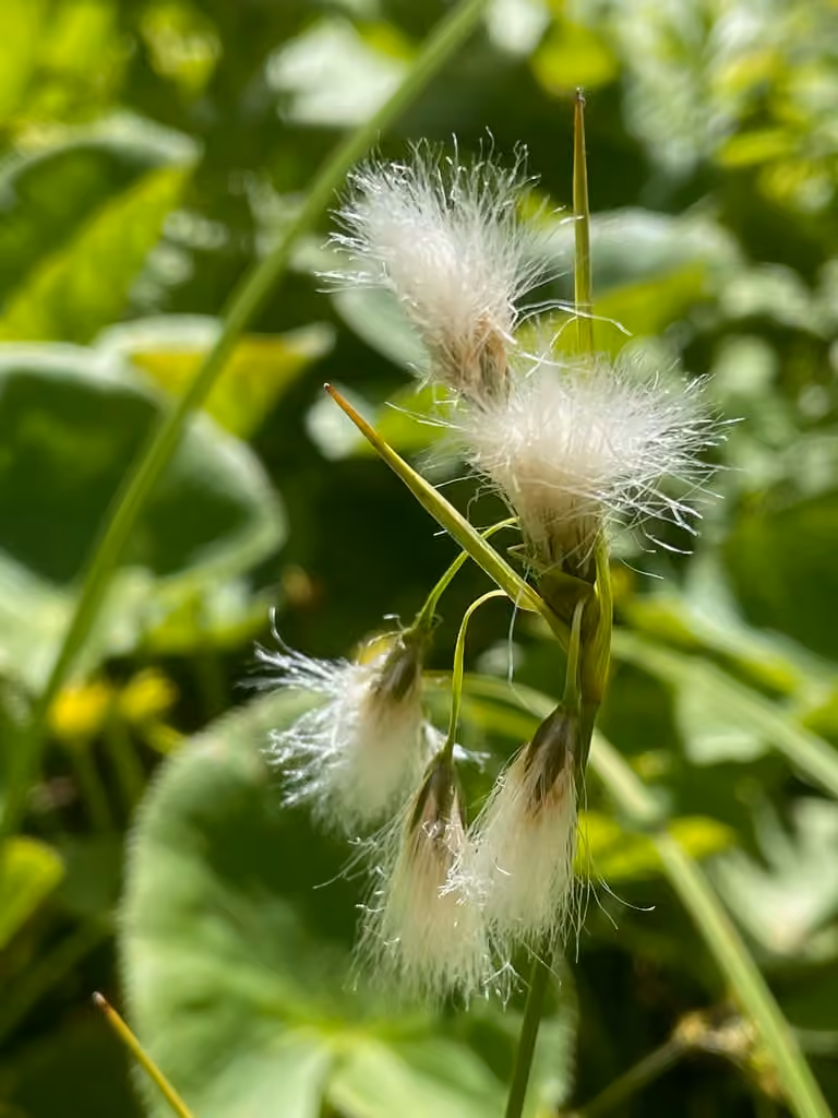 Thinleaf cottonsedge, In flower