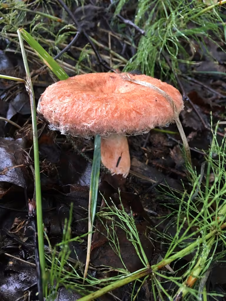 Woolly Milkcap, photo 2 of 5