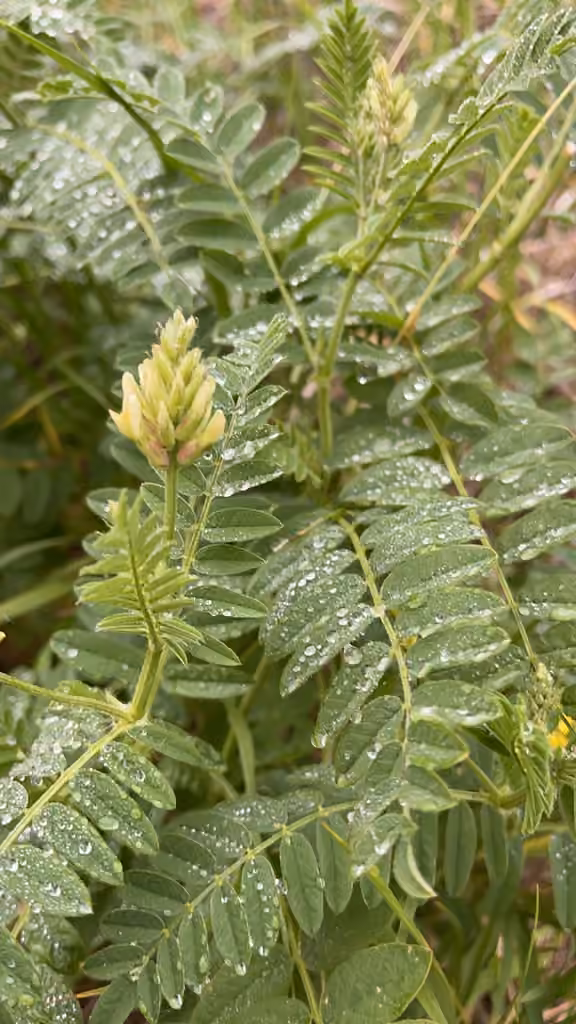 Astragale pois-chiche, En fleurs