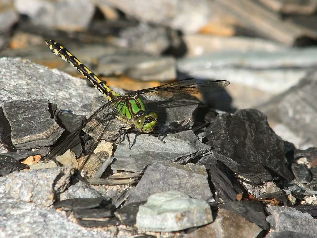Ophiogomphe Saupoudré, Femelle