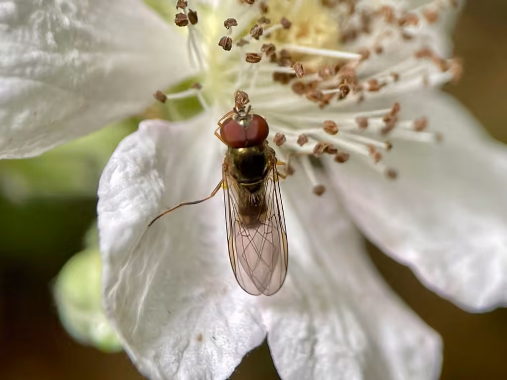 Variable Duskyface Fly, Male
