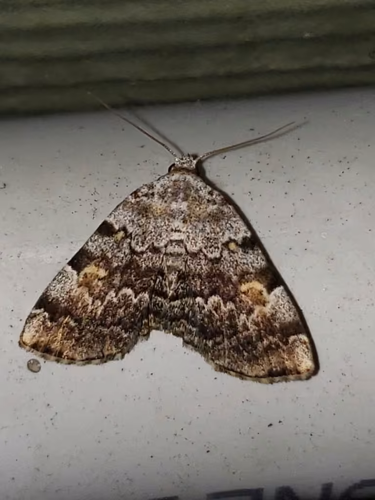 American Idia Moth, Femelle