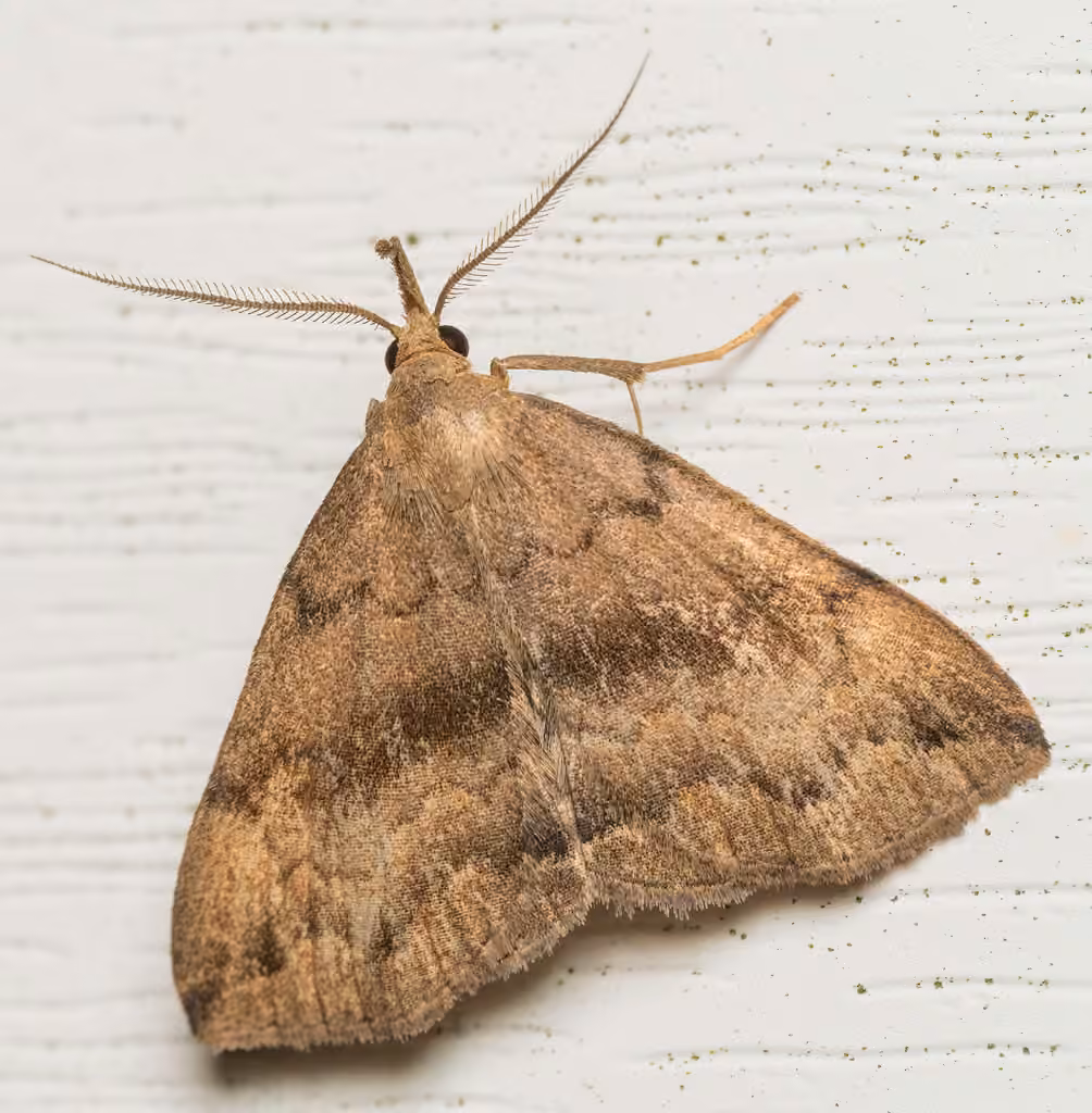Dark Phalaenostola Moth, photo 3 of 5