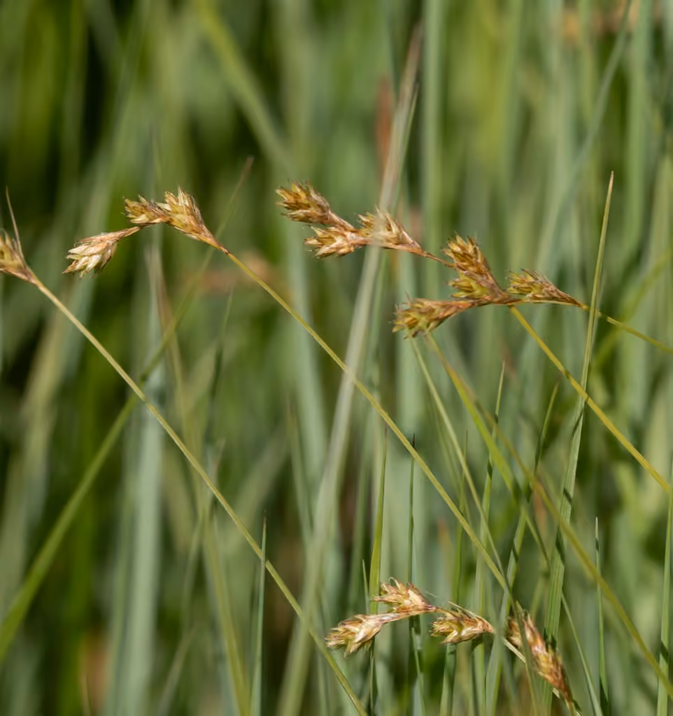 Carex des prés, photo 1 sur 5