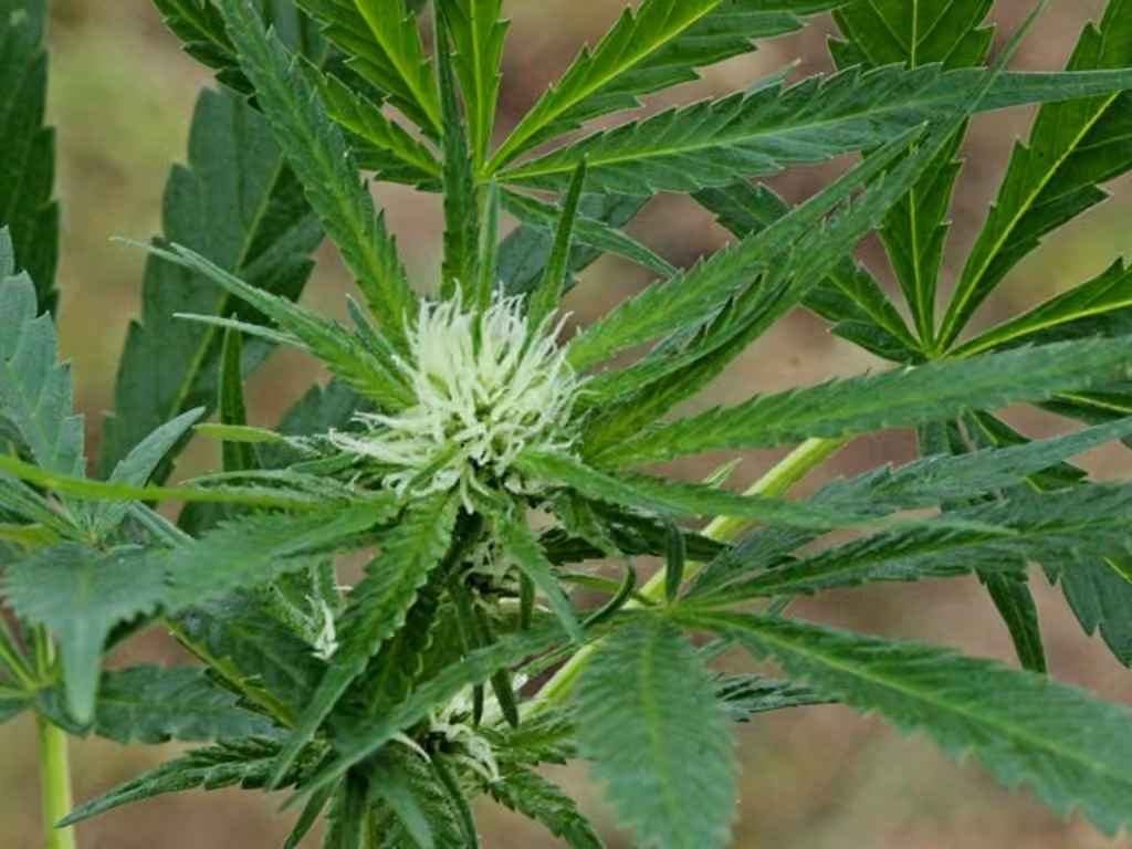 Chanvre cultivé, En fleurs