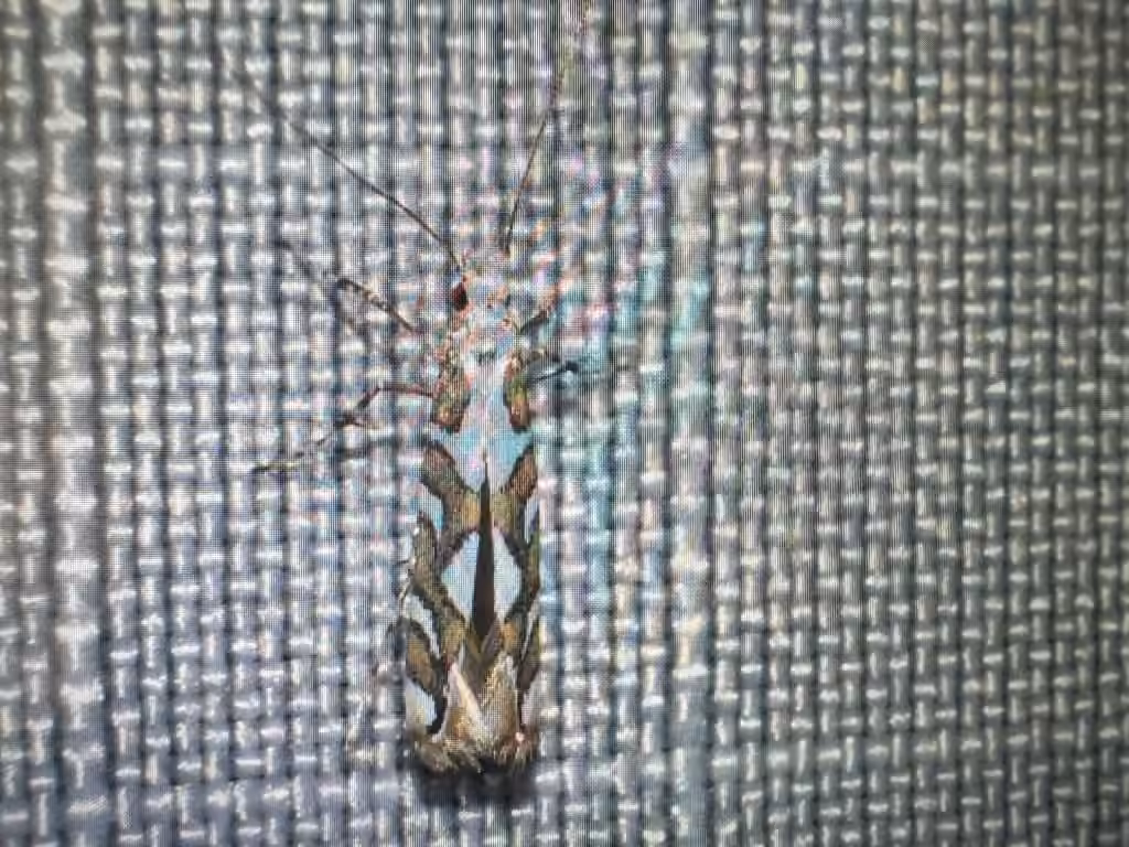 Acrocercops albinatella, Adulte